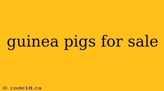 guinea pigs for sale