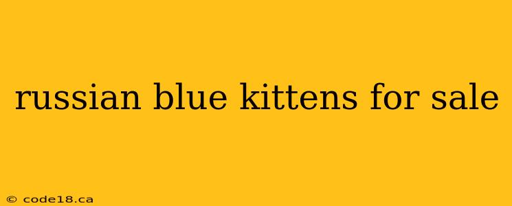 russian blue kittens for sale