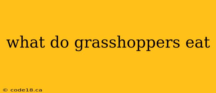 what do grasshoppers eat