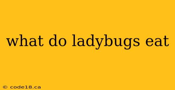 what do ladybugs eat