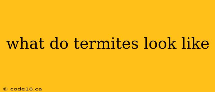 what do termites look like